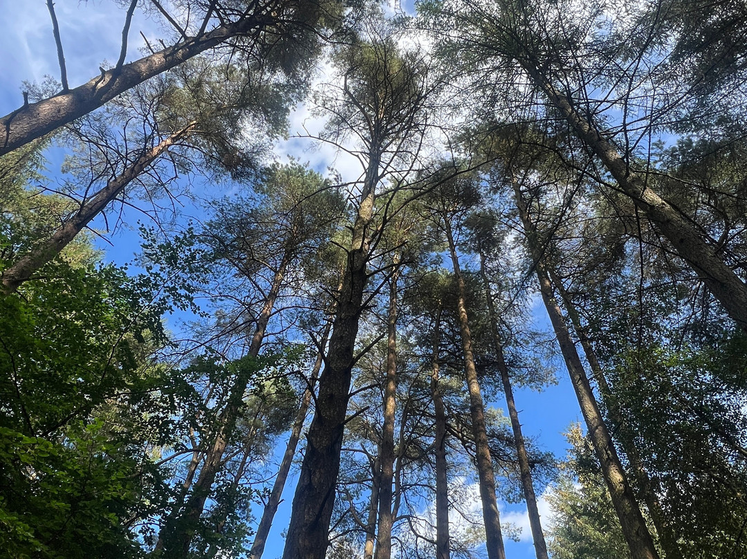 Dalby Forest-皮克灵必去景点