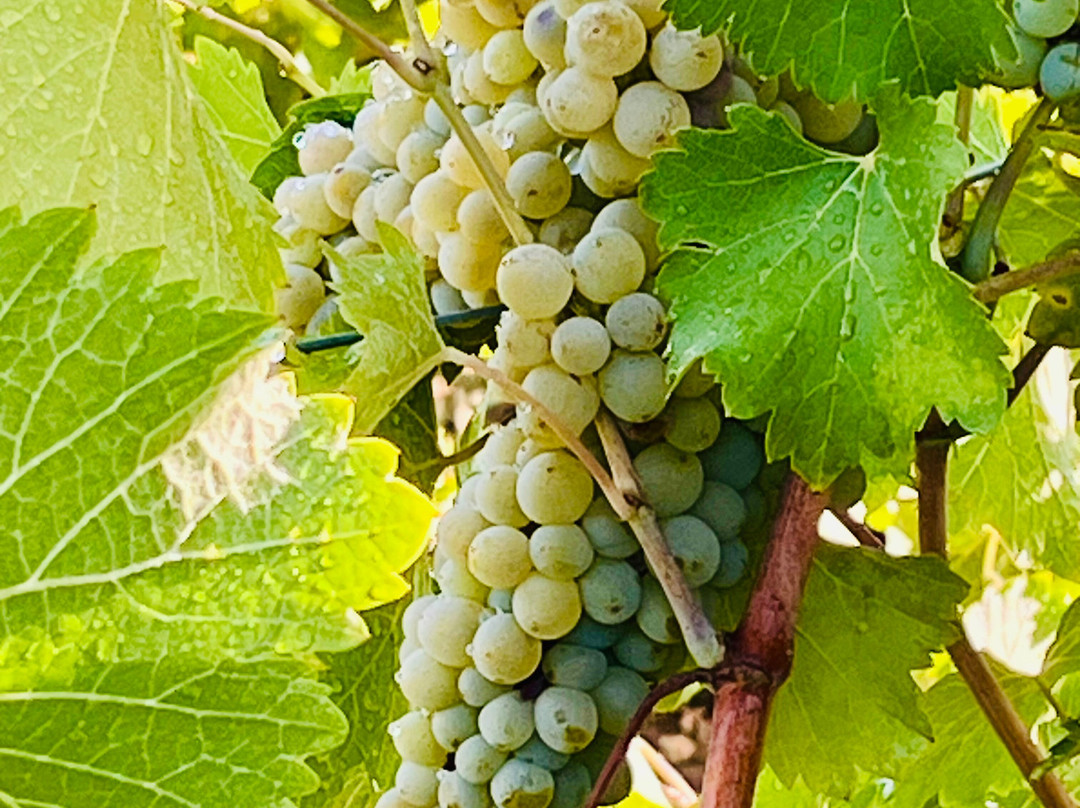 Le Tasting Room Wine - Day Tours-Noizay必去景点