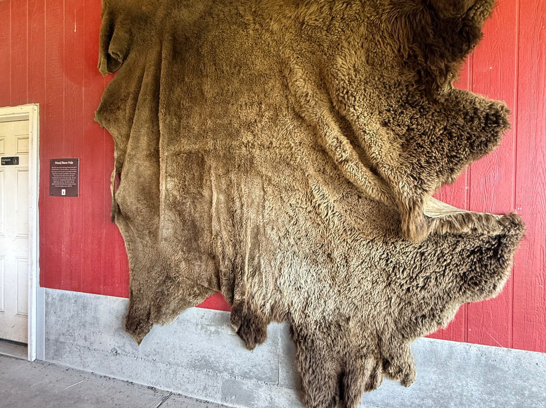 Alaska Wildlife Conservation Center-戈德伍德必去景点