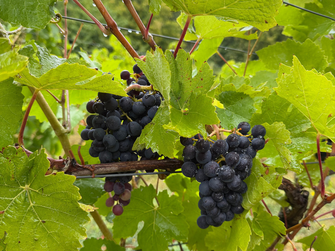 Hambledon Wine Estate-Hambledon必去景点