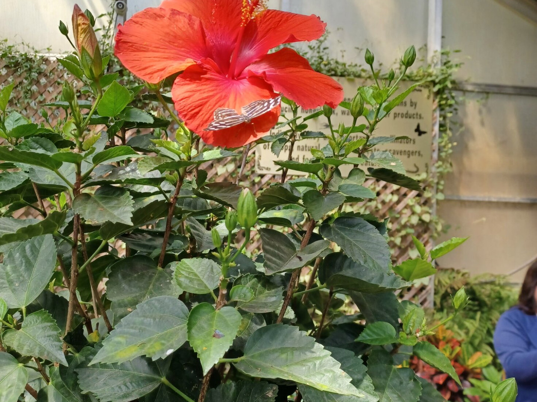 The Original Mackinac Island Butterfly House & Insect World-麦其诺岛必去景点