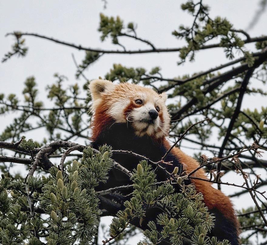 Bristol Zoo Project-Easter Compton必去景点