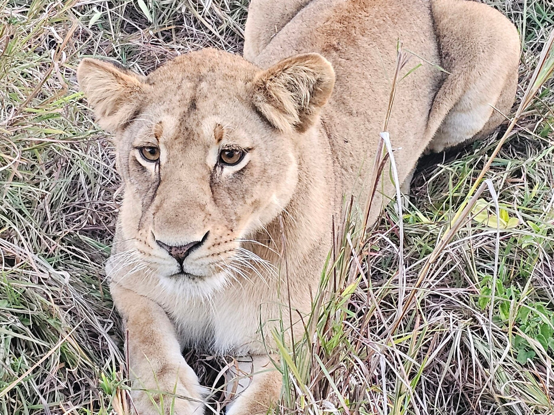 Passionate Safaris-Dar es Salaam必去景点
