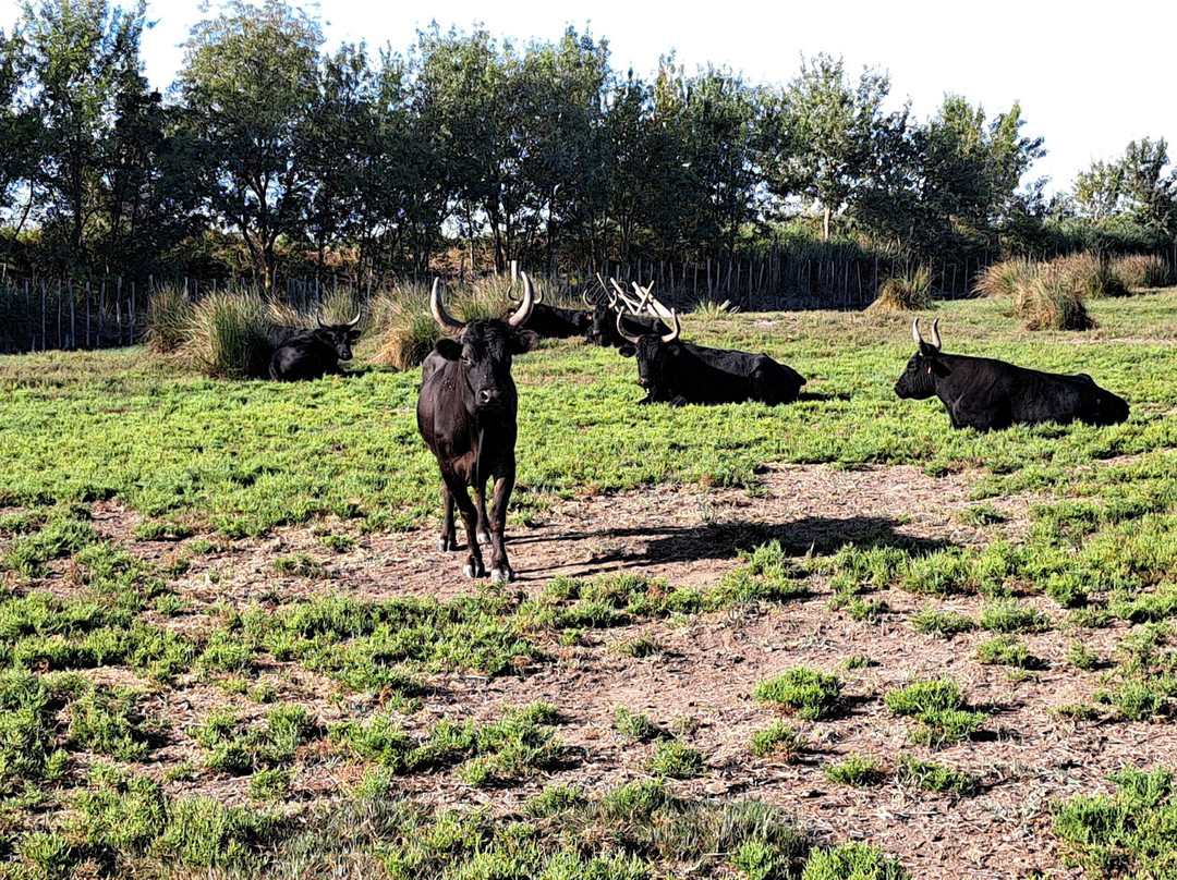 La Camargue d’antan-Beauvoisin必去景点