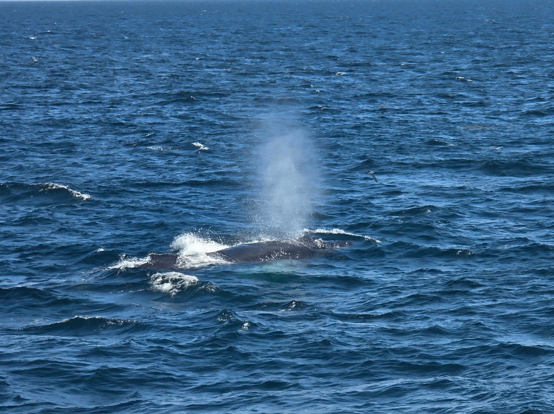 Bar Harbor Whale Watch Co.-巴港必去景点