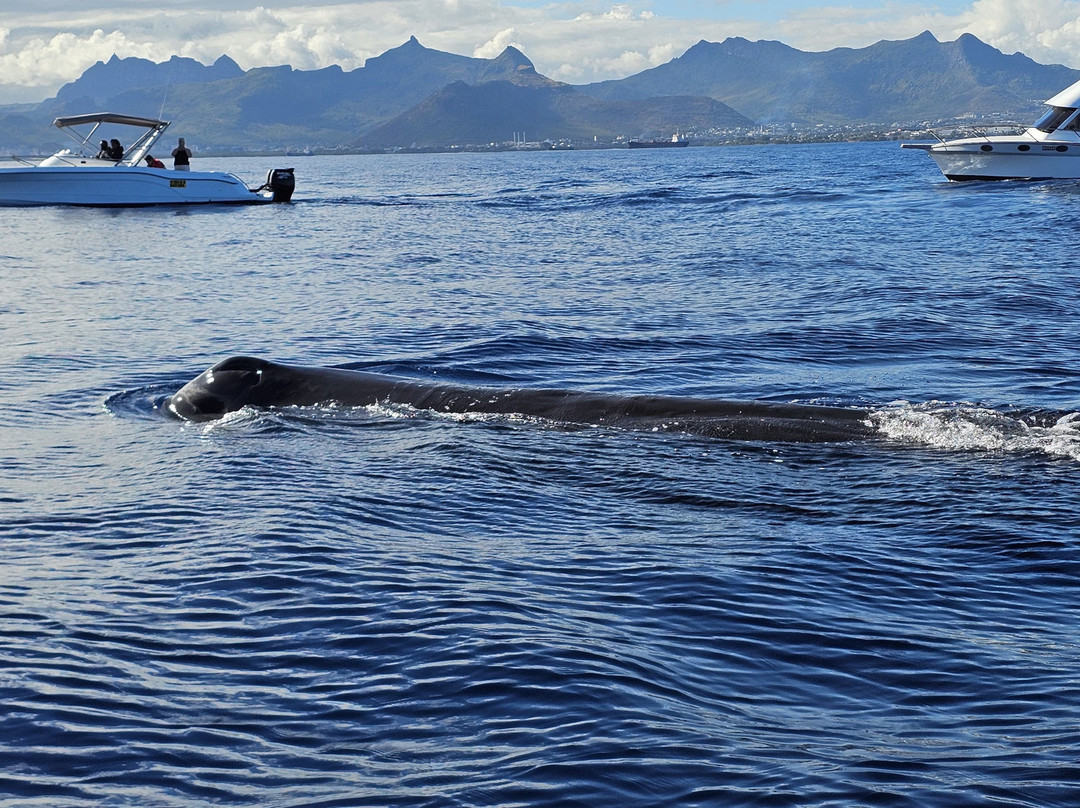 Vitamin Sea Mauritius-黑河必去景点