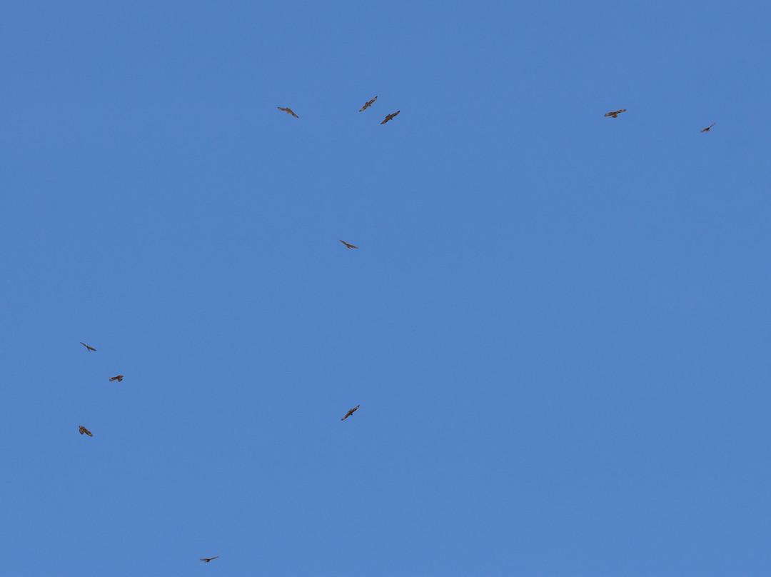 Birding The Strait-塔里法必去景点