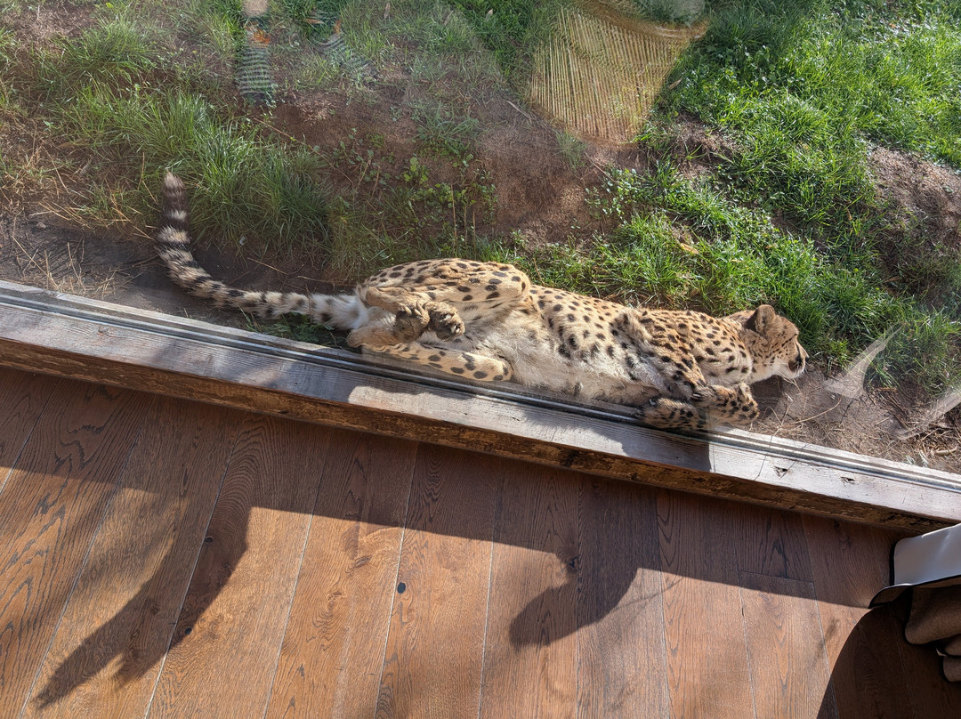 West Midlands Safari Park-Bewdley必去景点