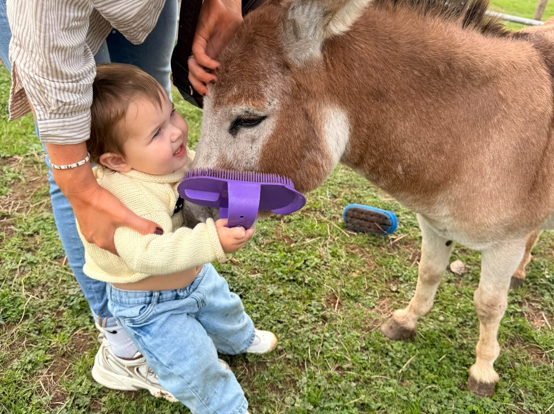 Cute Farm Experience-切普斯托必去景点
