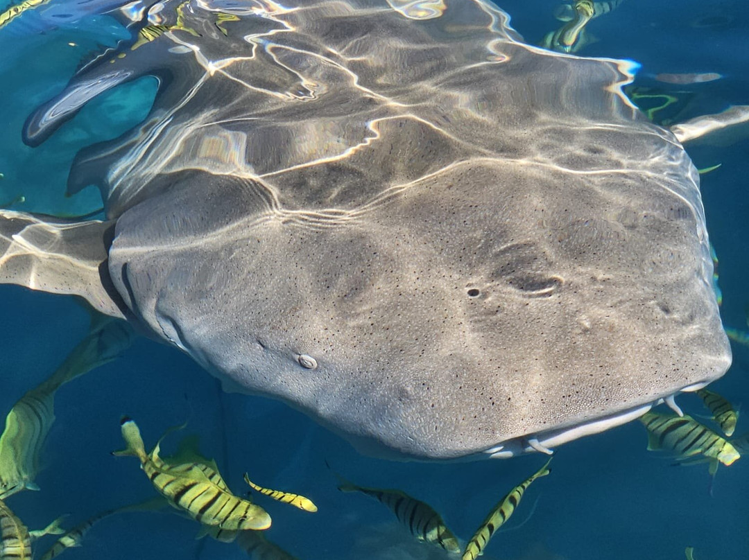 Himmafushi Scuba Adventure-Himmafushi Island必去景点