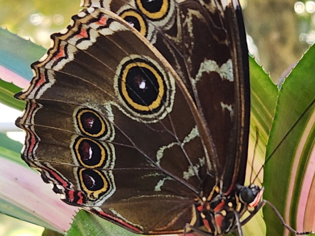 Wings of Mackinac Butterfly Conservatory-麦其诺岛必去景点