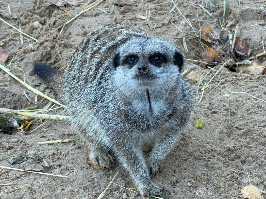 The Meadows Wildlife Park-卡菲利必去景点