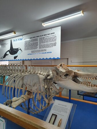Killer Whale Museum景点图片