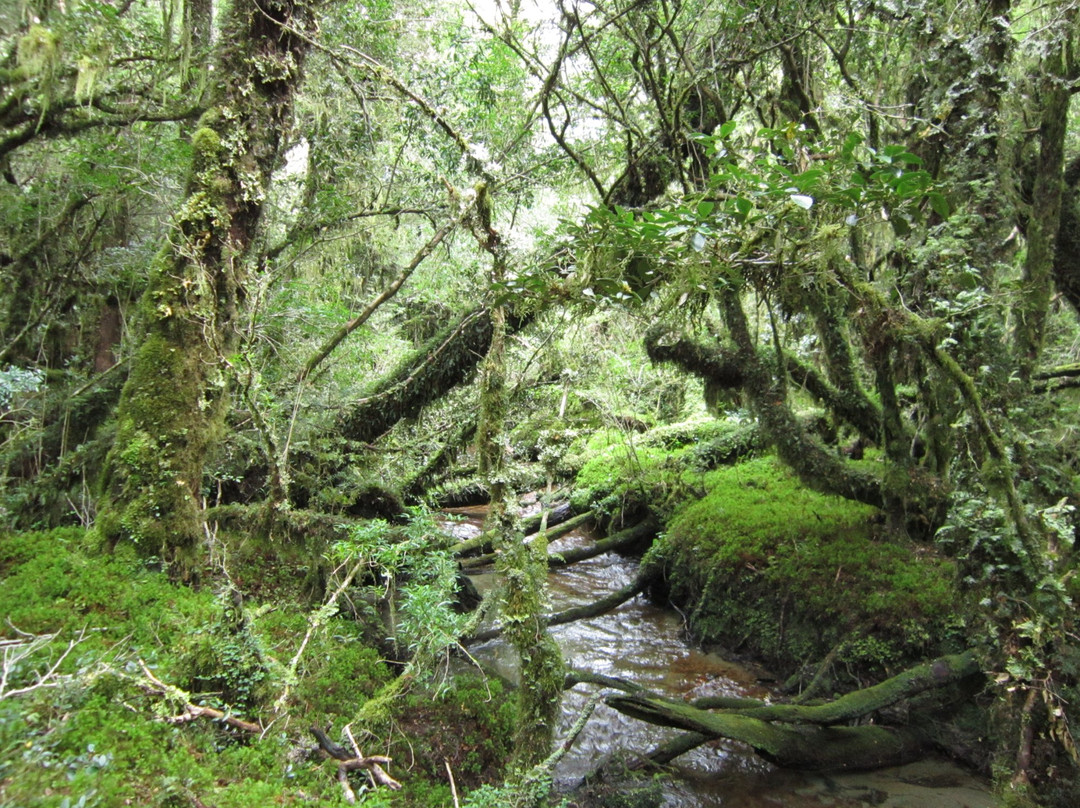 Pinto旅游景点-Bosque Encantado