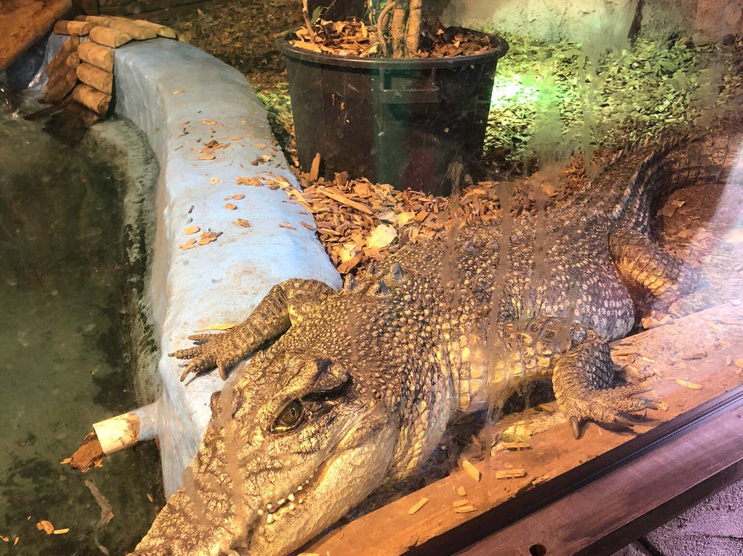 The National Reptile Zoo-基尔肯尼必去景点
