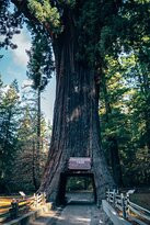 Chandelier Drive-Through Tree景点图片