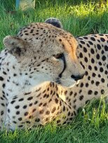 Ntombi Safaris-霍德斯普鲁特必去景点