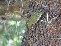 Leidam Bird Sanctuary-蒙提古必去景点