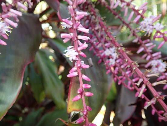 Mossman Motel Holiday Villas主图