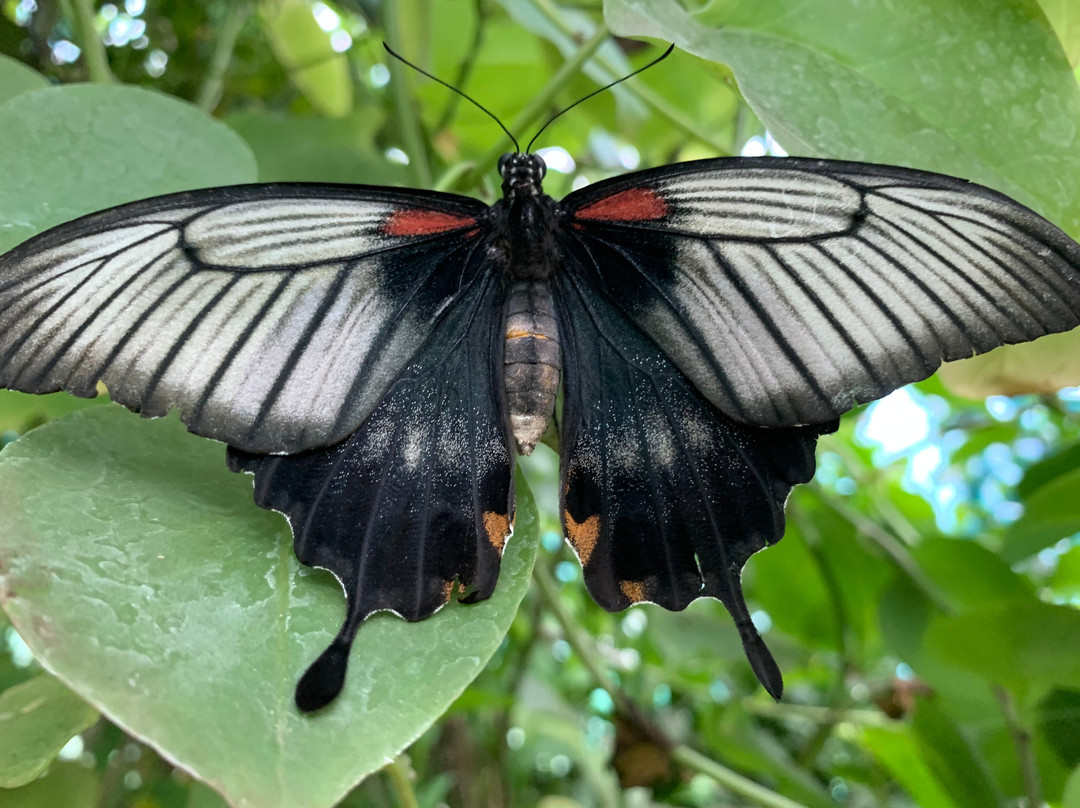 Butterfly Gardens @ Middleton Common Farm景点图片