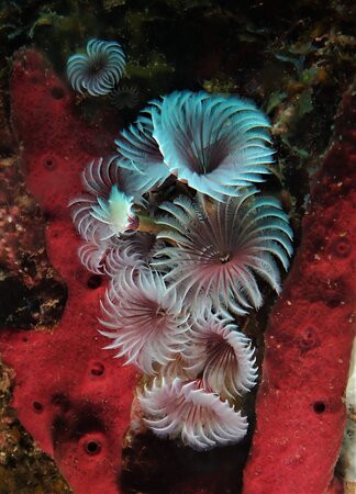 Nature Island Dive-Soufriere必去景点