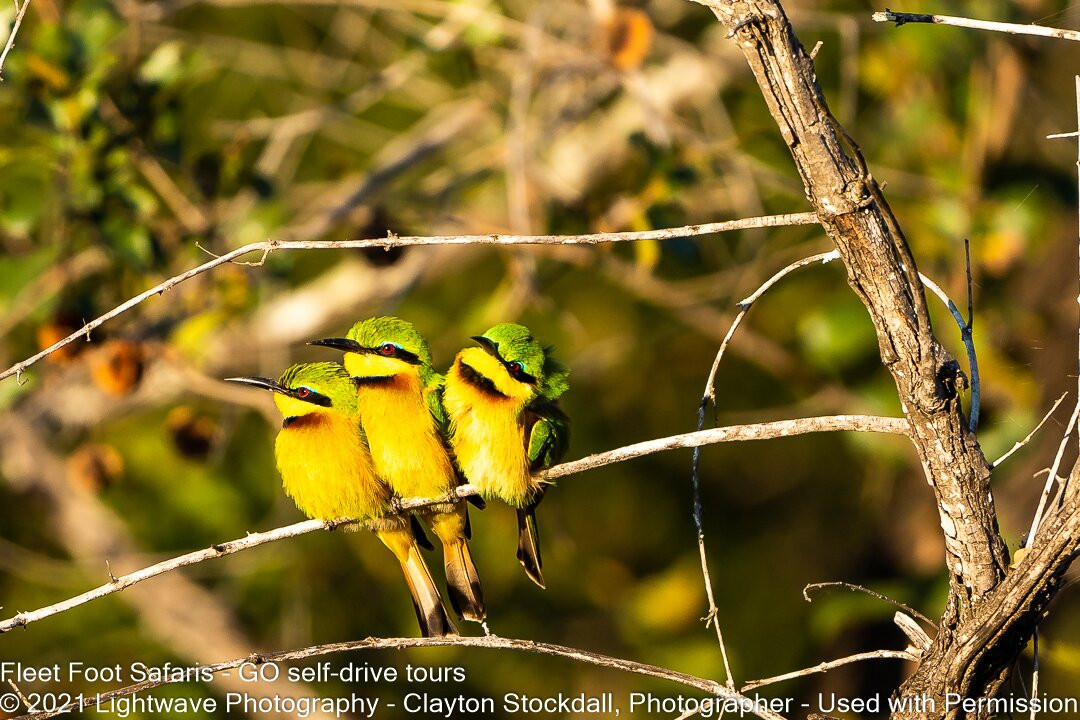 Fleet Foot Safaris-Brenton-on-Sea必去景点