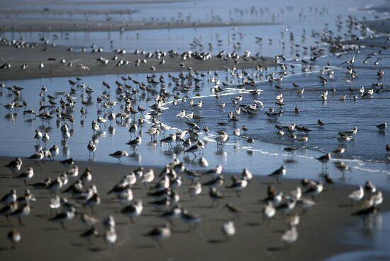 Pacific Beach State Park景点图片