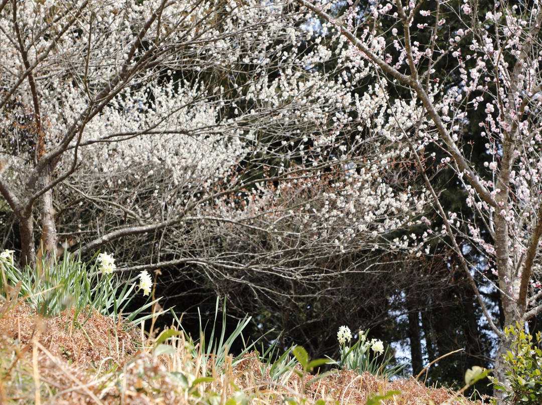 Ieyama Plum Garden景点图片