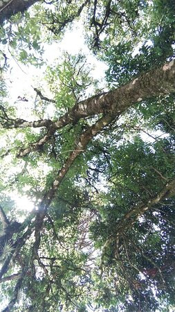 Parque Historico Jorge Kuhn-Picada Cafe必去景点