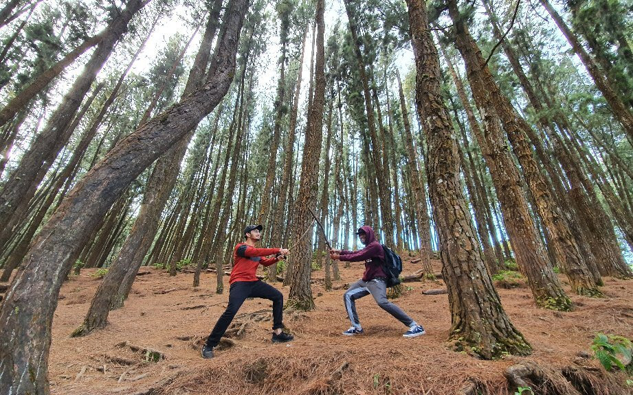 Vagamon Pine Forest景点图片