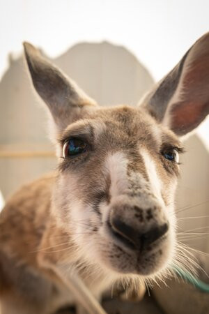 Lisa’s Kangaroo Retreat-Port Hedland必去景点