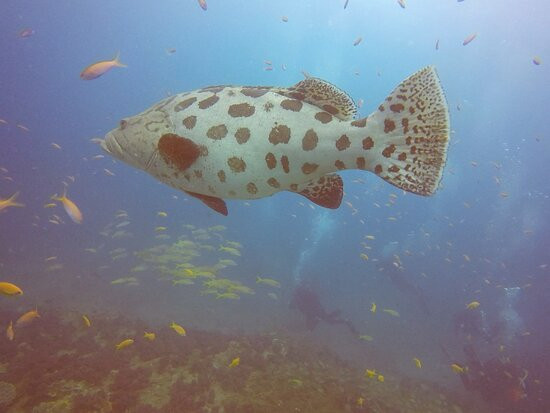 Gozo Azul Diving景点图片