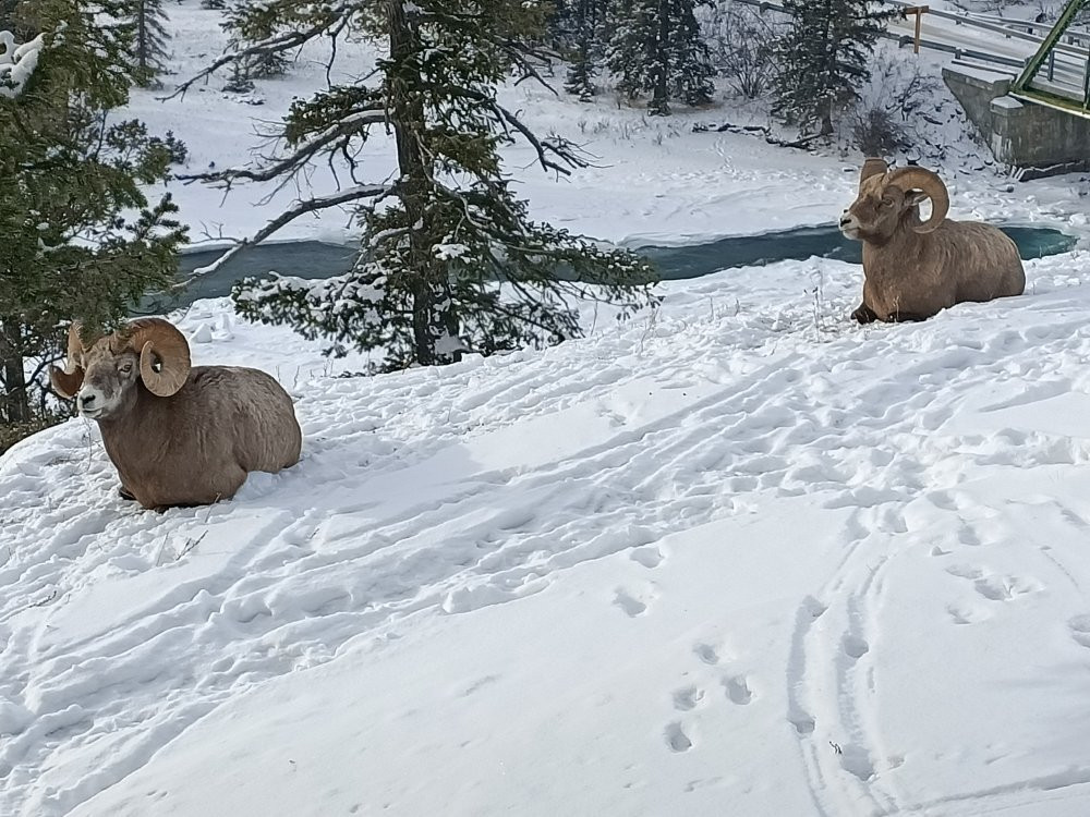 Old Fort Point Loop Trail-贾斯珀必去景点