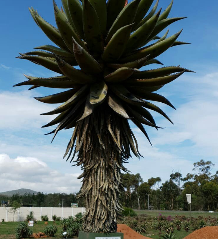 Alcare Aloe-阿尔贝蒂娜必去景点