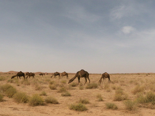 Explore Exotic Morocco