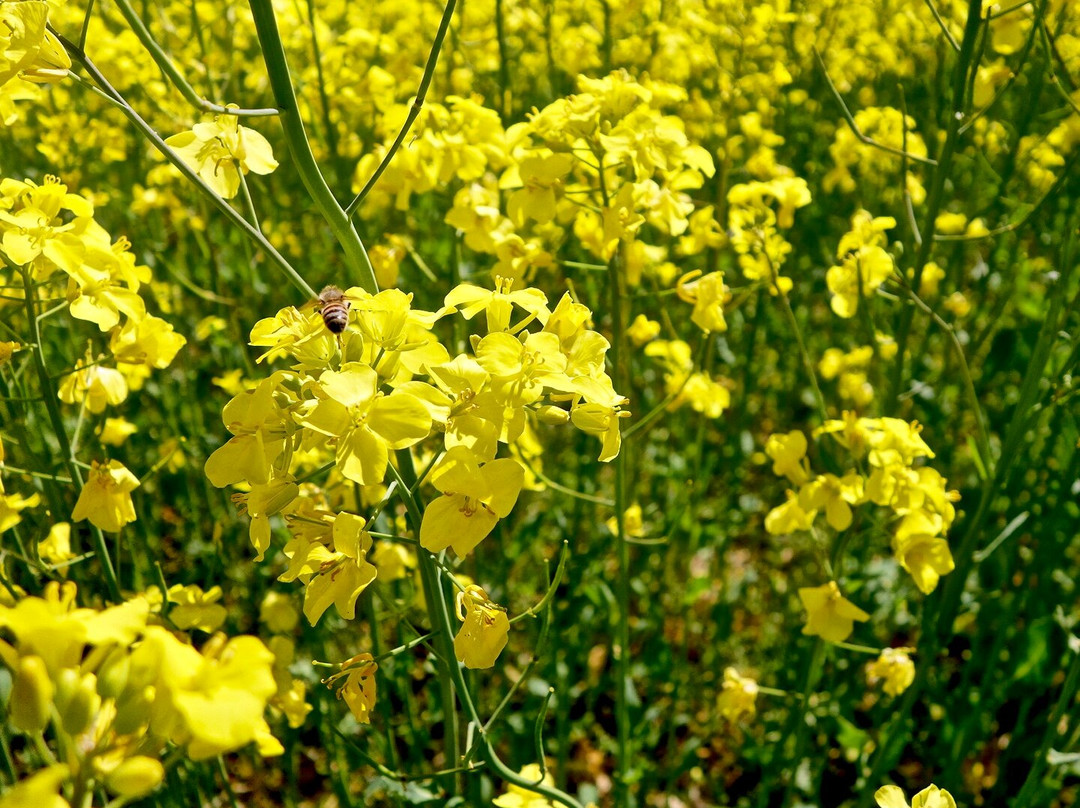 San no Kura Kogen Hanabatake-喜多方市必去景点