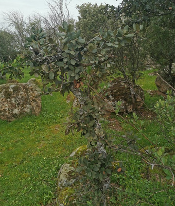 El Canto del Peso-Galapagar必去景点