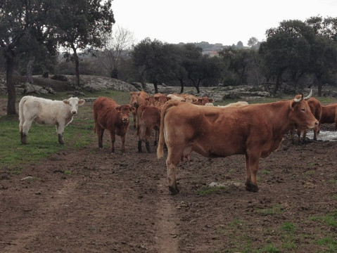 El Canto del Peso-Galapagar必去景点