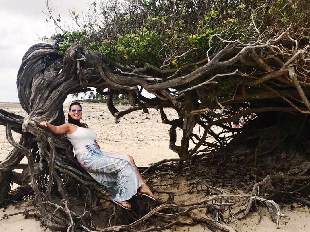 Árvore da Preguiça-杰里科科拉必去景点