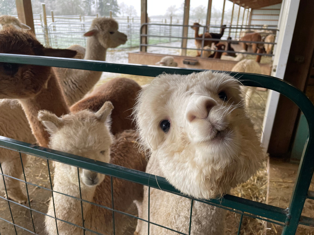 Alpacas at Marquam Hill Ranch-Molalla必去景点