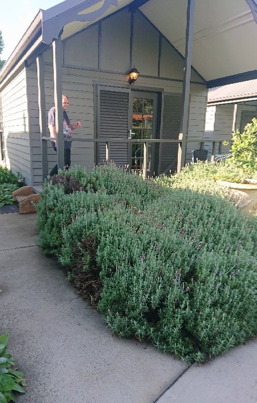 Willow Tree旅游攻略图片