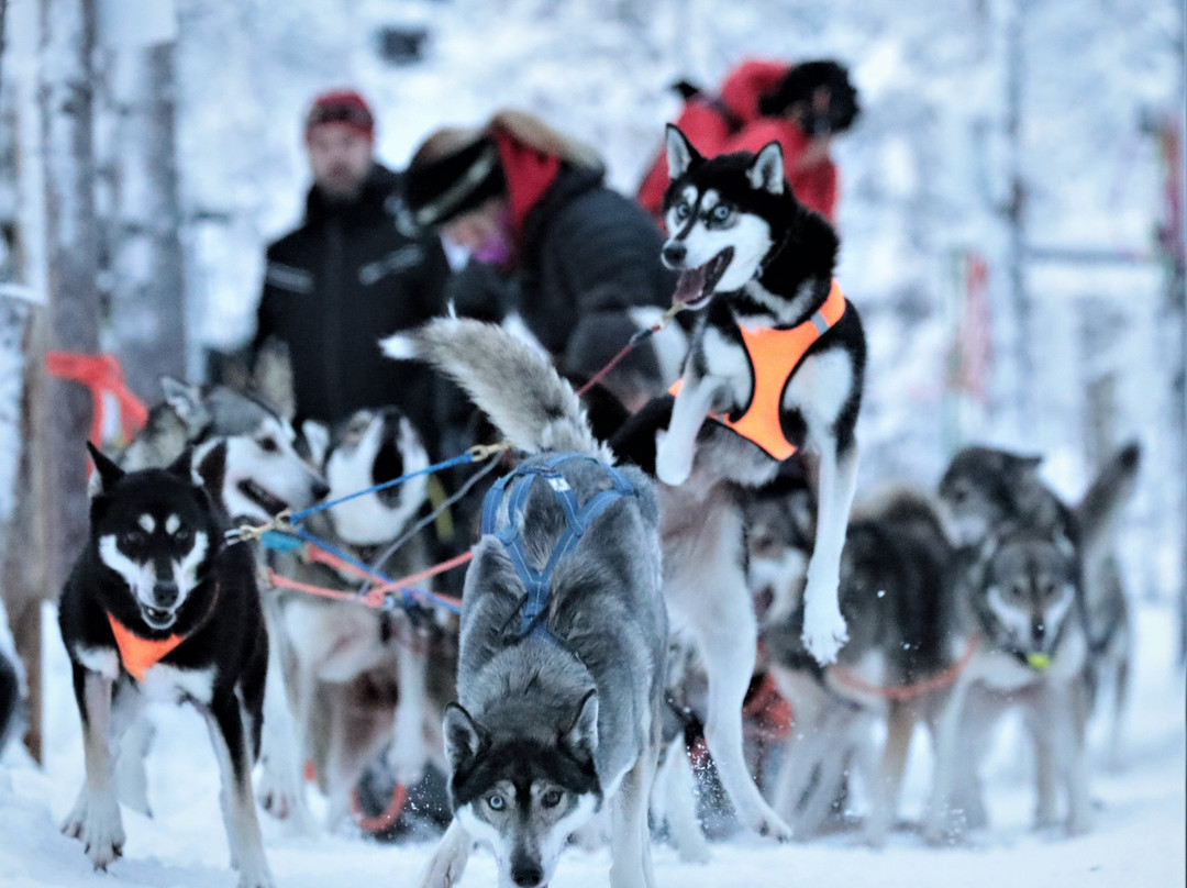 Tundra Huskies Huskyfarm-Levi必去景点