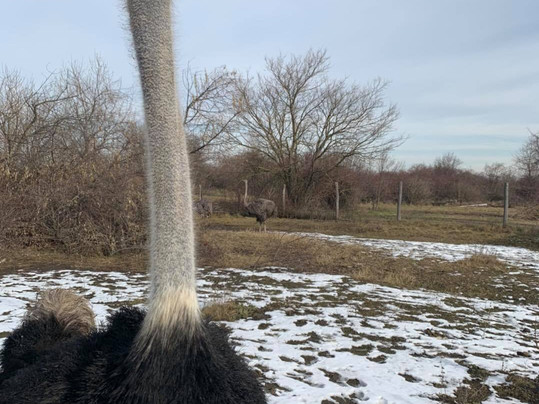 Weingut Und Straußenfarm Wimmer-Oggau am Neusiedler See必去景点