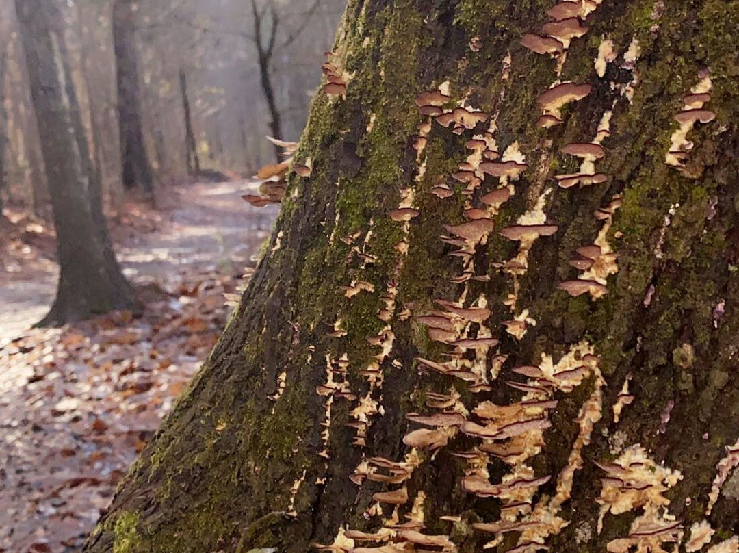 Haig Mill Lake Park-多尔顿必去景点