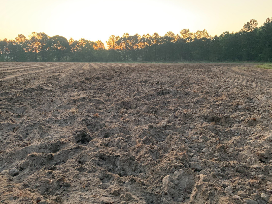 Pig Problem Inc.-Americus必去景点