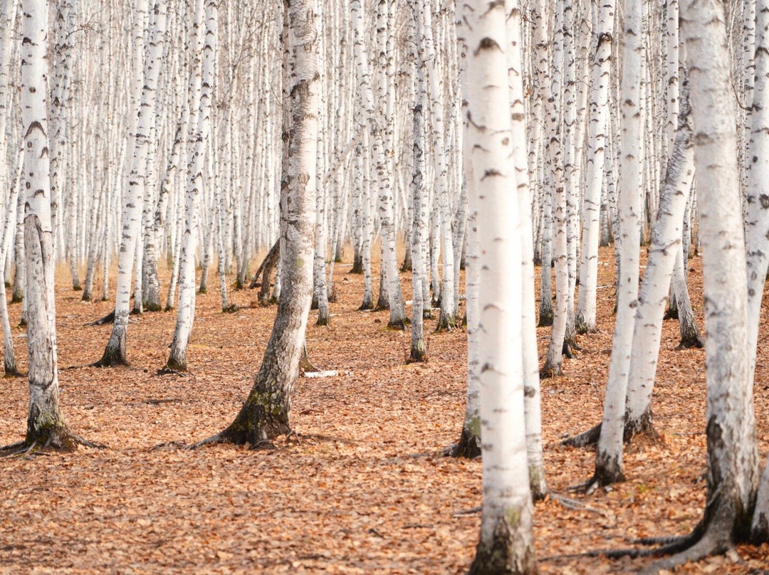 白桦林童话森林-额尔古纳市必去景点