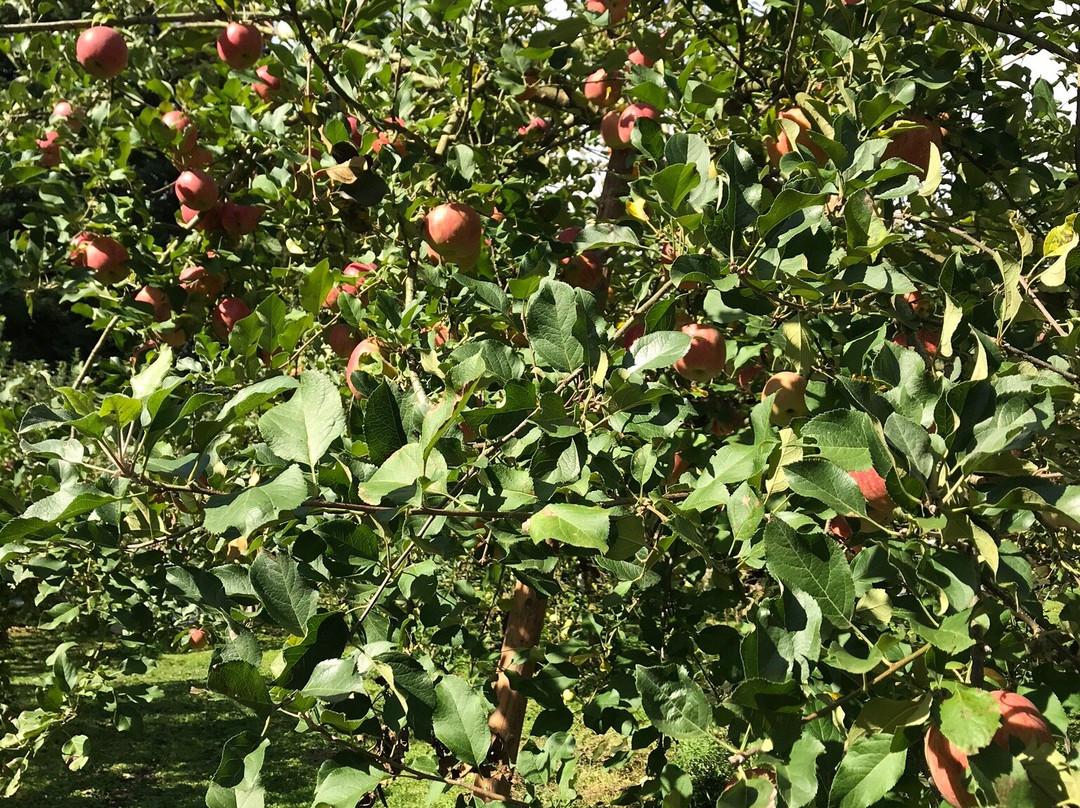 Fujita Kanko Apple Farm景点图片