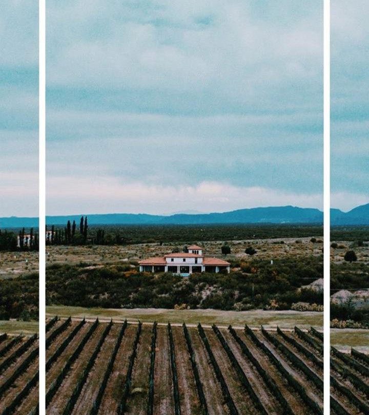 Algodon Winery-圣拉斐尔必去景点