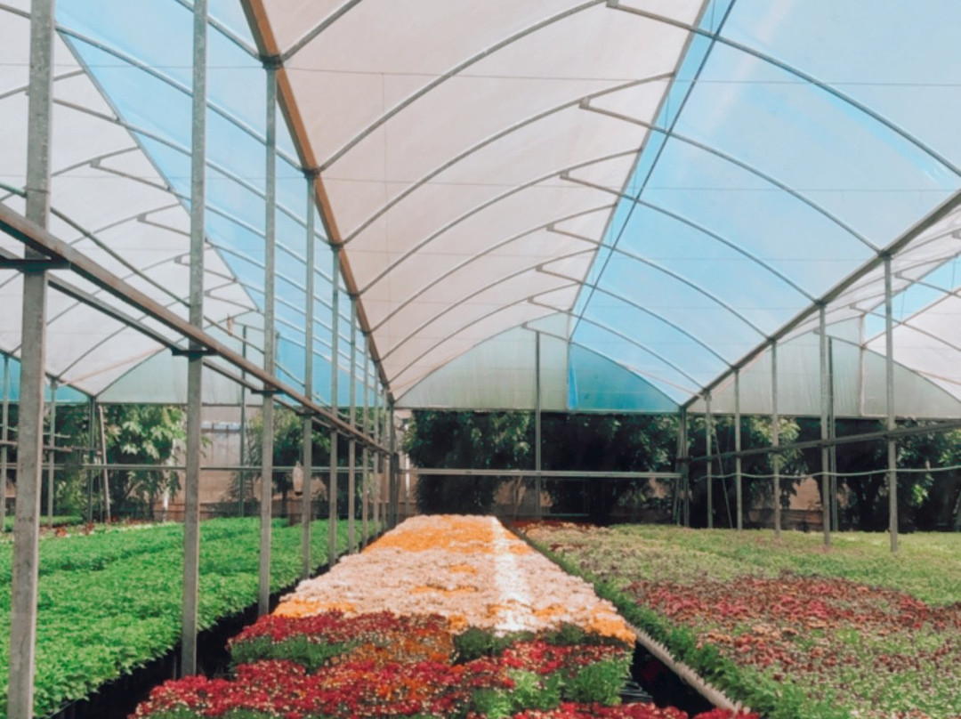 Reijers Produção de Rosas-Sao Benedito必去景点