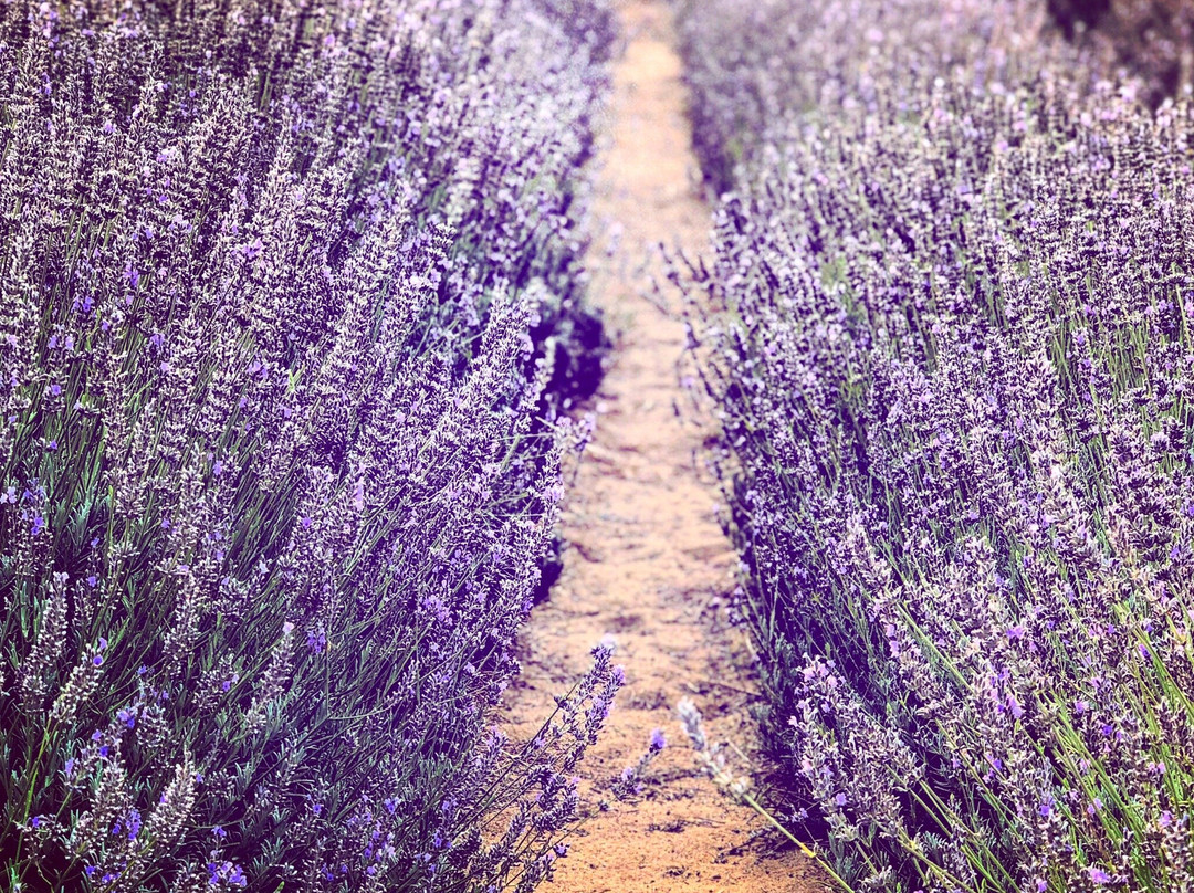 Yanchep Lavender景点图片